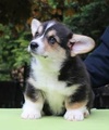 Predám šteniatka welsh corgi pembroke s PP