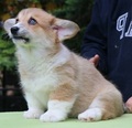 Predám šteniatka welsh corgi pembroke s PP