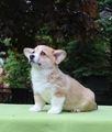 Predám šteniatka welsh corgi pembroke s PP